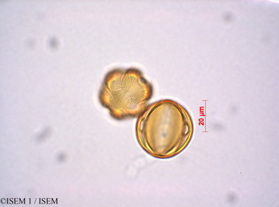 ISEM 1/Lythrum_salicaria_29220/Lythrum_salicaria_29220_0001(copy)_thumb.jpg